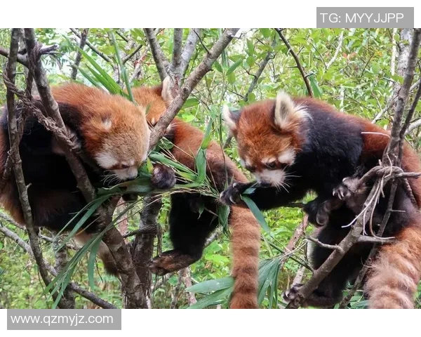 外国足球明星亲密接触熊猫展现友谊与环保意识的美好瞬间 外国足球明星亲密接触熊猫展现友谊与环保意识的美好瞬间